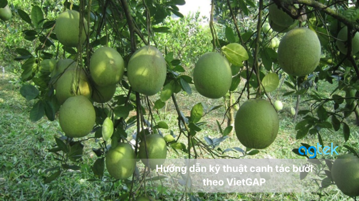 Hướng dẫn kỹ thuật canh tác bưởi theo VietGAP