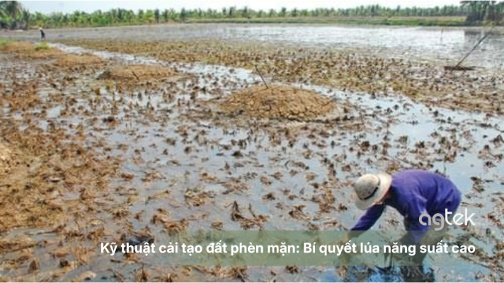 Kỹ thuật cải tạo đất phèn mặn Bí quyết lúa năng suất cao