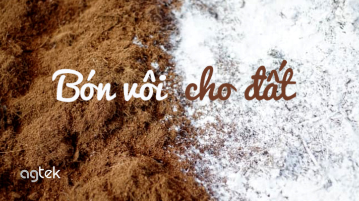 Kỹ thuật cải tạo đất phèn mặn, bón vôi cải tạo đất