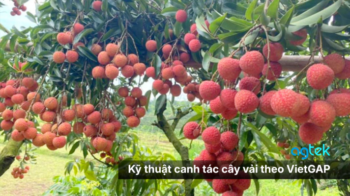 Kỹ thuật canh tác cây vải theo VietGAP: Quy trình từ A-Z, quy trình trồng vải, bón phân cho vải