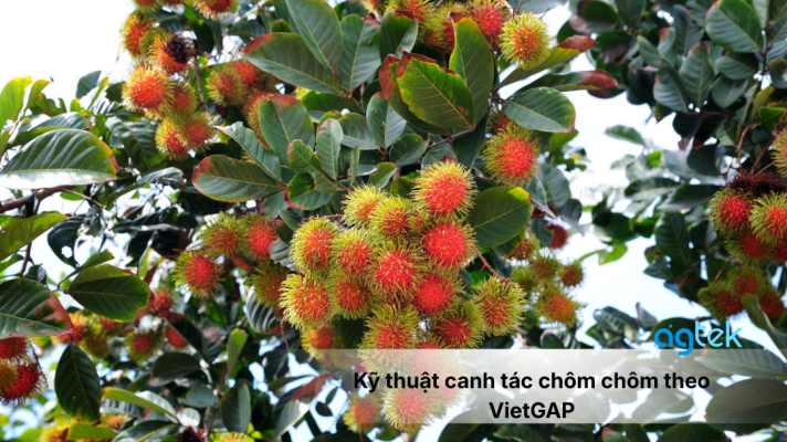 Kỹ thuật canh tác chôm chôm theo VietGAP