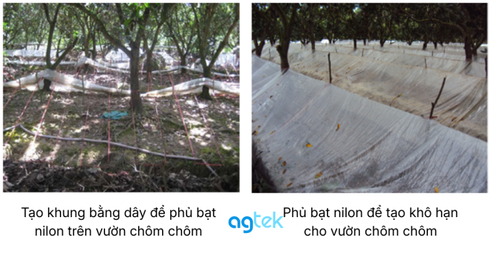 Kỹ thuật canh tác chôm chôm theo VietGAP, xử lý ra hoa chôm chôm