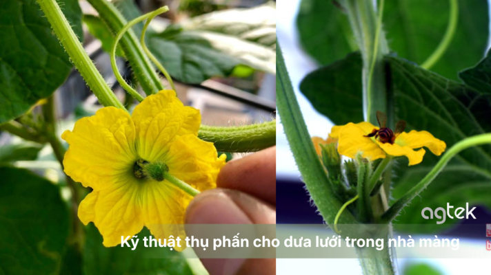 Kỹ thuật thụ phấn cho dưa lưới trong nhà màng , bón phân, pha phân