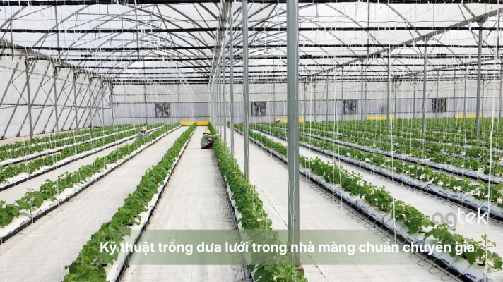 Kỹ thuật trồng dưa lưới trong nhà màng chuẩn chuyên gia, thiết kế nhà màng trồng dưa lưới