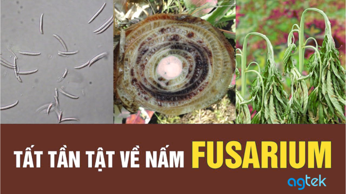 Nấm Fusarium: Hiểm họa cây trồng và quy trình xử lý triệt để