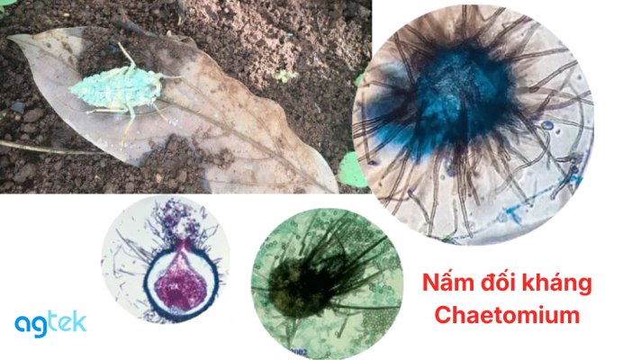 Nấm đối kháng Chaetomium: Vũ khí sinh học đặc trị nấm bệnh hiệu quả