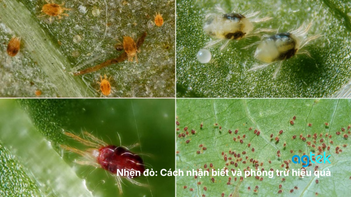 Nhện đỏ Cách nhận biết và phòng trừ hiệu quả, thuốc trừ nhện đỏ, biểu hiện cây bị nhện đỏ