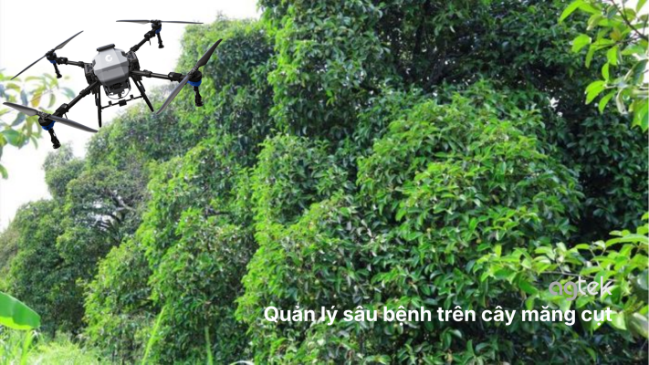 Quản lý sâu bệnh trên cây măng cụt