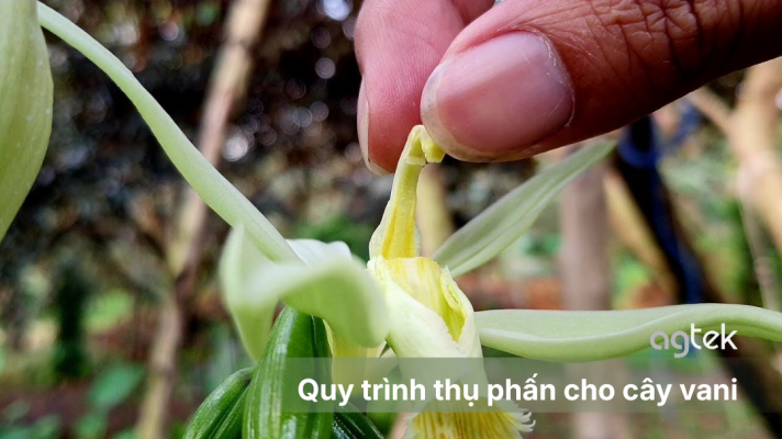 Quy trình thụ phấn cho cây vani