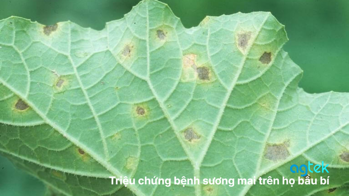 Triệu chứng bệnh sương mai trên họ bầu bí, nguyên nhân và cách trị