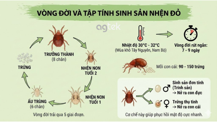 đặc tính sinh học nhệ đỏ, vòng đời và tập tính sinh sản nhện đỏ